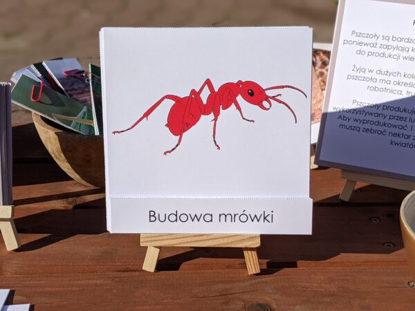 Owady. Zestaw aktywności do zabawy i nauki (e-book) - obrazek 13
