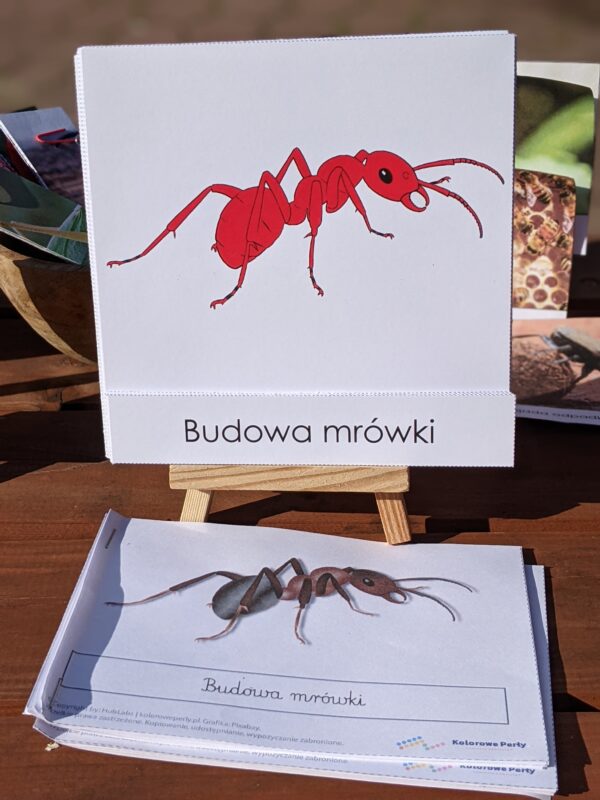 Owady. Zestaw aktywności do zabawy i nauki (e-book) - obrazek 9